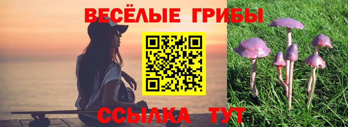 Псилоцибиновые грибы Psilocybine cubensis Апшеронск